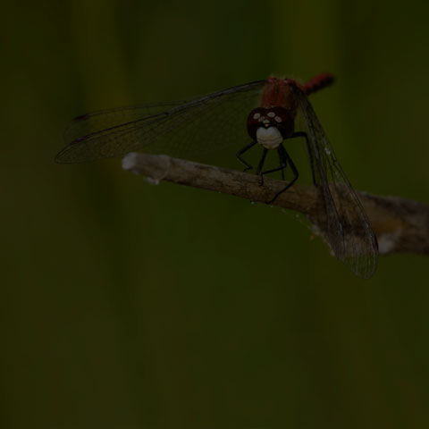 White-faced Meadowhawk