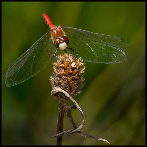 White-faced Meadowhawk