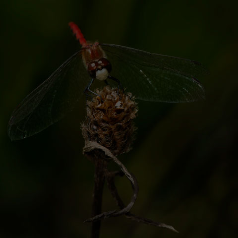 White-faced Meadowhawk