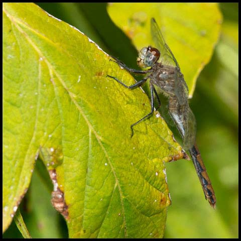 White-faced Meadowhawk