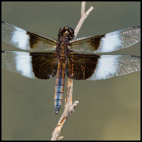 Widow Skimmer