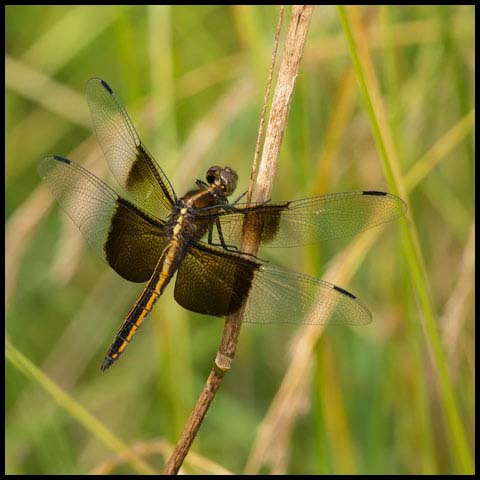 Widow Skimmer