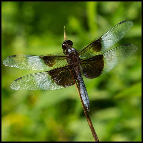 Widow Skimmer