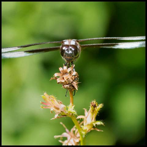 Widow Skimmer