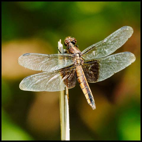 Widow Skimmer