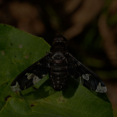 Adorned Bee Fly