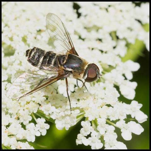 Banded Bee Fly