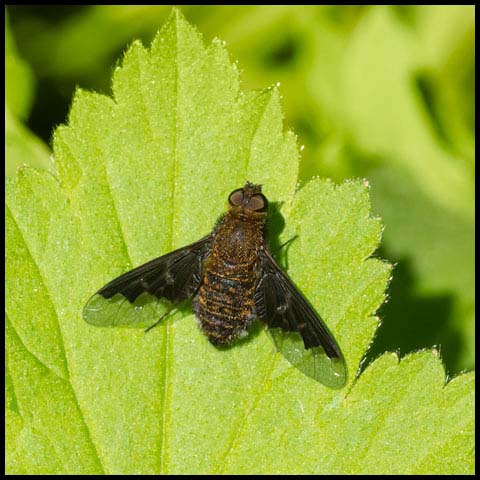 Black Banded Bee Fly