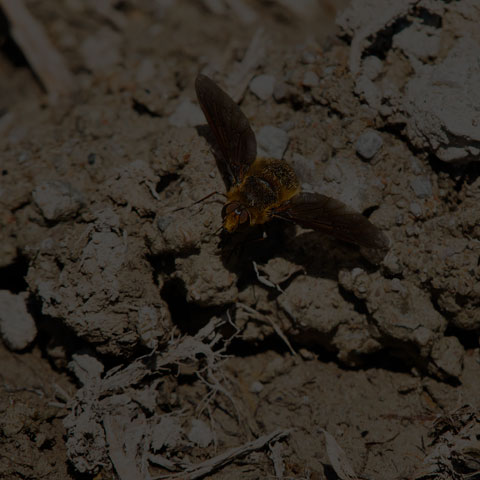 Opaque-winged Variegated Bee Fly
