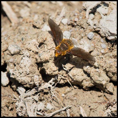 Opaque-winged Variegated Bee Fly