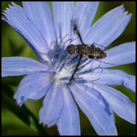 Spotted Bee Fly