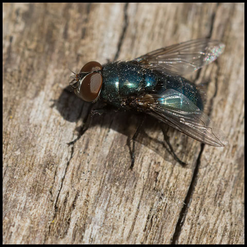 Black Blow Fly