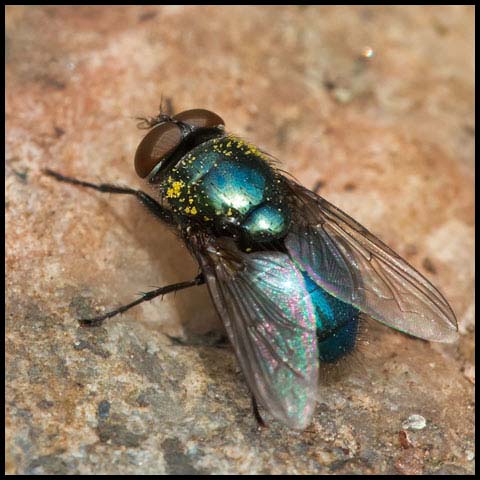 Black Blow Fly