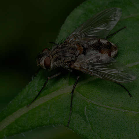 Bristle Fly