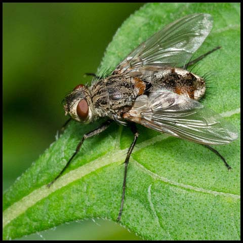 Bristle Fly