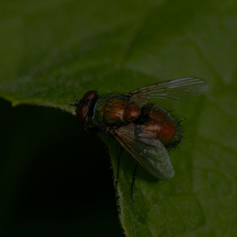 Common Greenbottle Fly