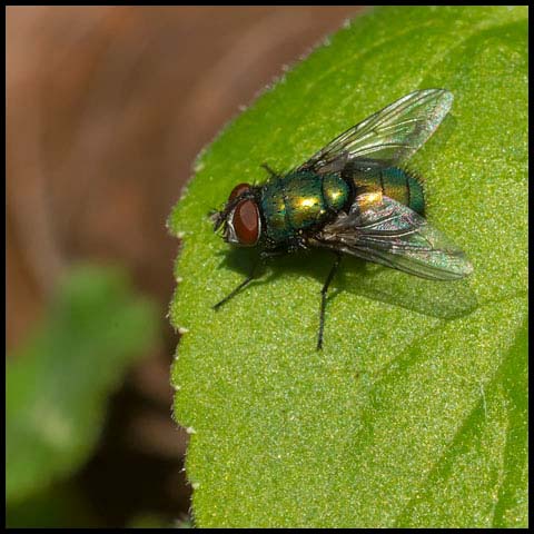 Common Greenbottle Fly