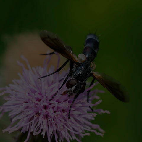 Roller Tachinid Fly