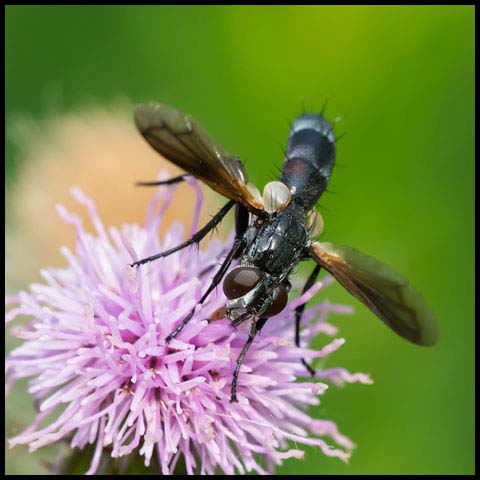 Roller Tachinid Fly