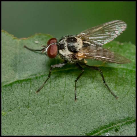 Root-maggot Fly