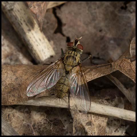 Scarab Bristle Fly