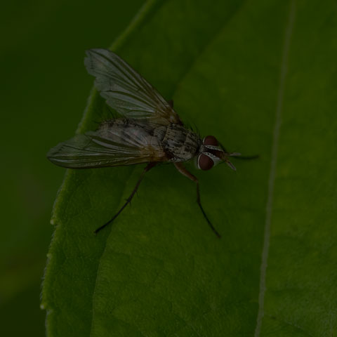 Scarab Bristle Fly