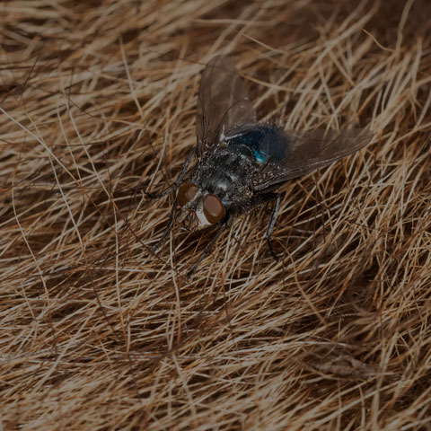 Shiny Bluebottle Fly