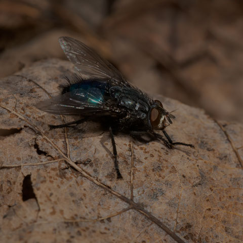 Shiny Bluebottle Fly