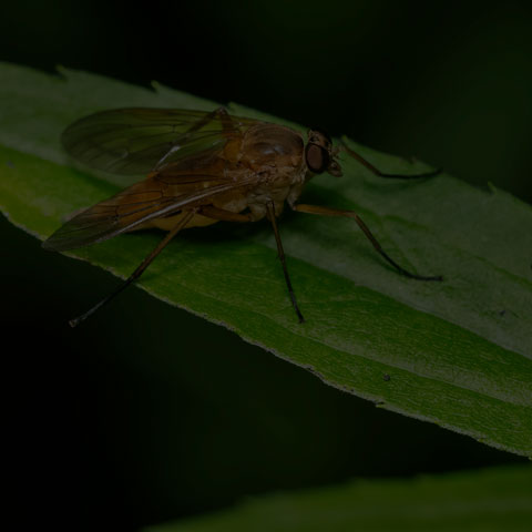 Downlooker Snipe Fly