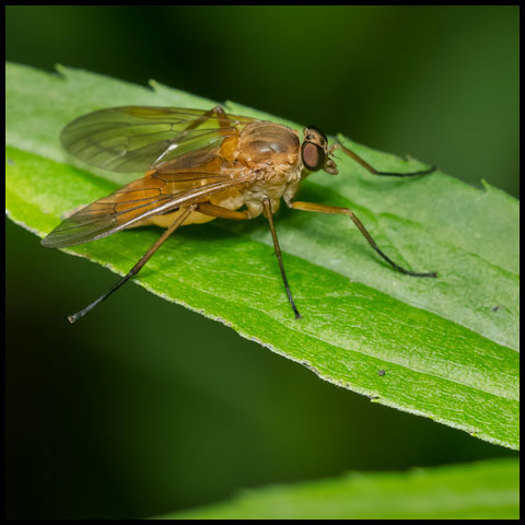 Downlooker Snipe Fly