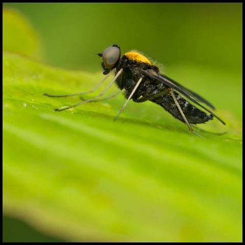 Golden-backed Snipe Fly