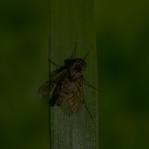 Predatory Snipe Fly