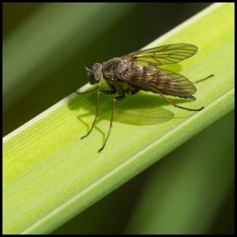 Predatory Snipe Fly