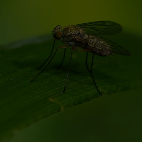 Stilt-legged Snipe Fly