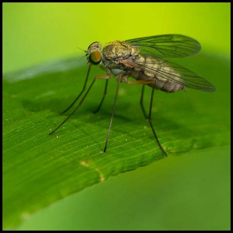 Stilt-legged Snipe Fly