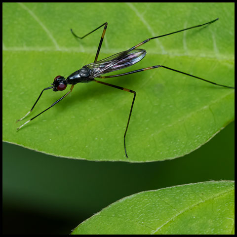 Antenna-foot Stilt-legged Fly