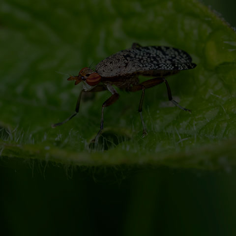 Arched Marsh Fly