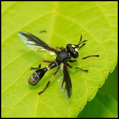 Forked Thick-headed Fly
