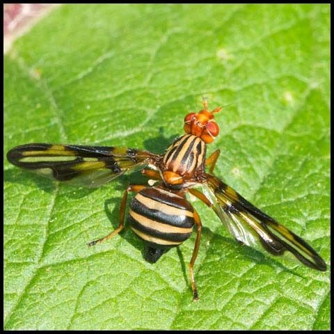 Margined Picture-winged Fly