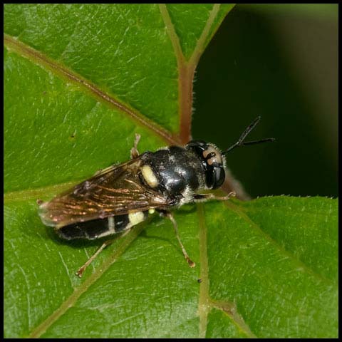 Normal Soldier Fly
