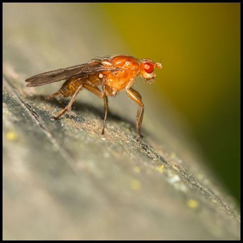 Dryomyzid Fly