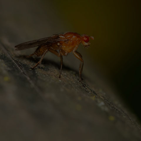 Dryomyzid Fly