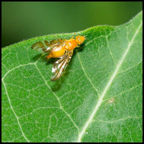 Orange Fruit Fly
