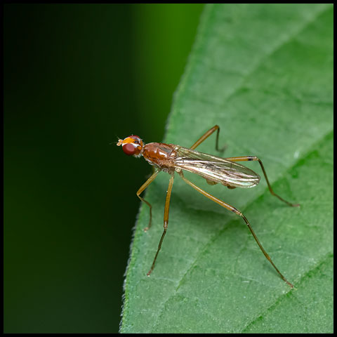 Orange Stilt-legged Fly