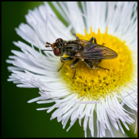 Small Thick-headed Fly