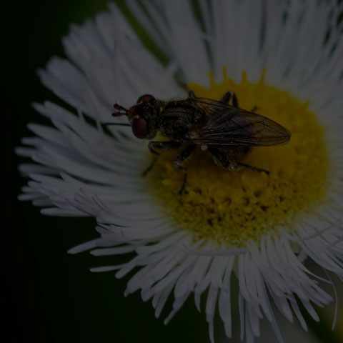 Small Thick-headed Fly