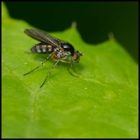 Violet Long-legged Fly