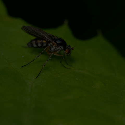 Violet Long-legged Fly