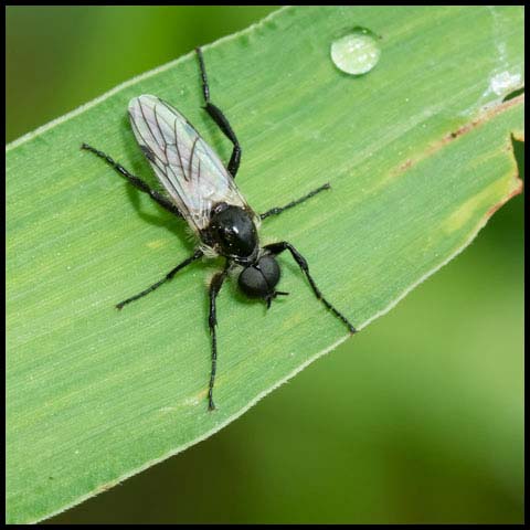 White-winged March Fly