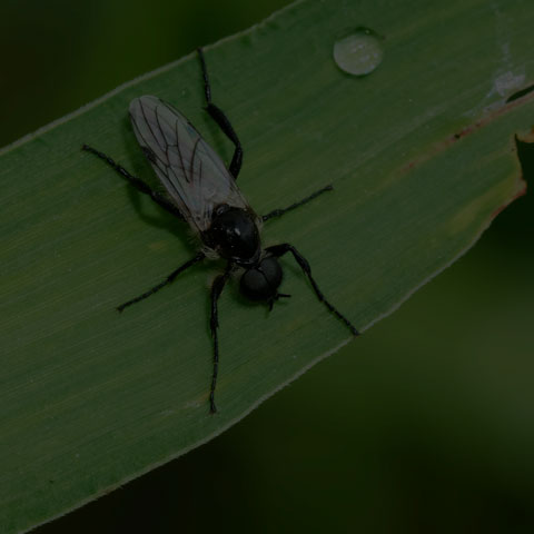 White-winged March Fly